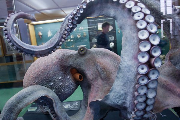Kraken 15 at